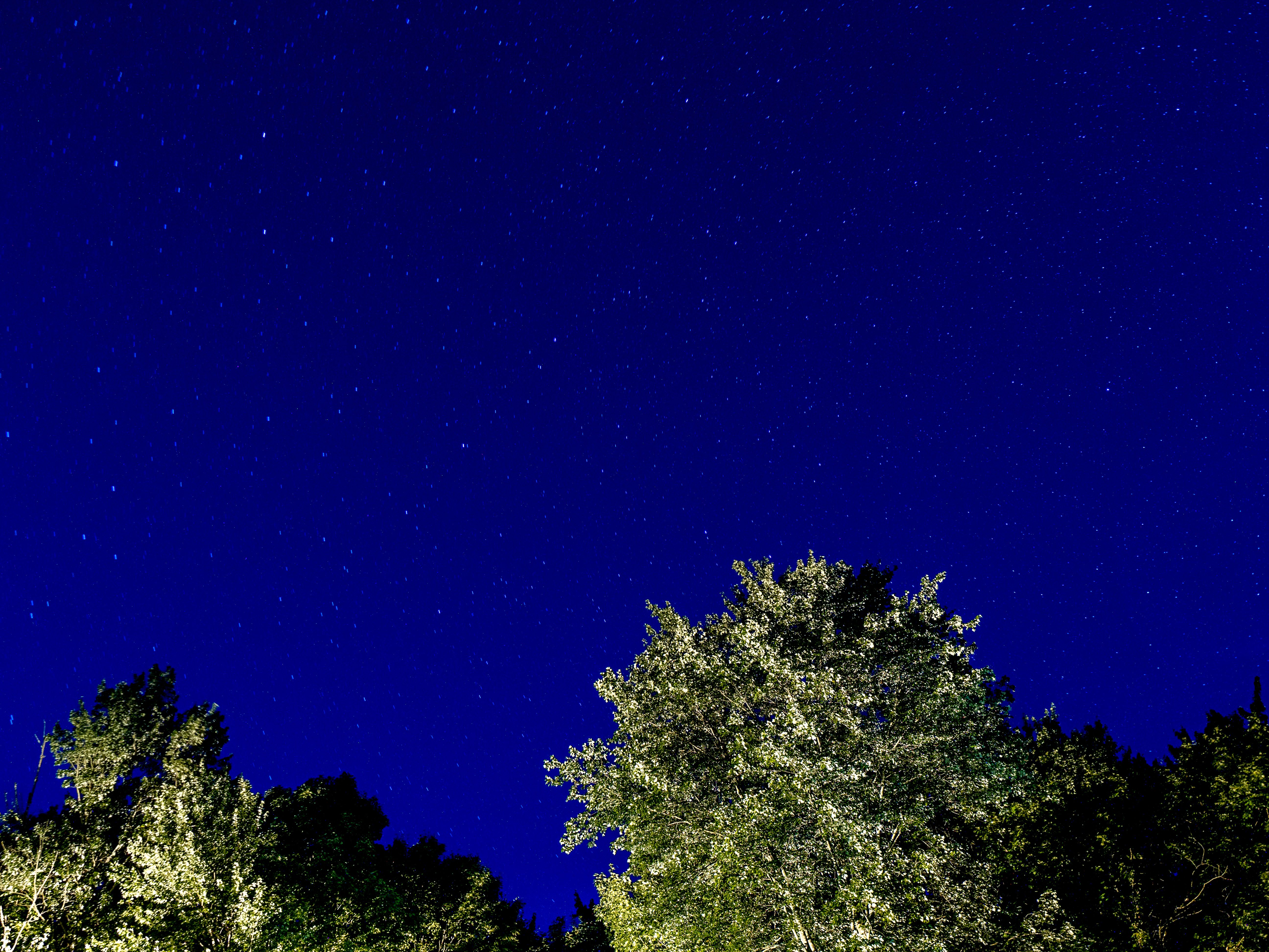 Low-Angle Shot of Green Trees under the Starry Night Sky · Free Stock Photo