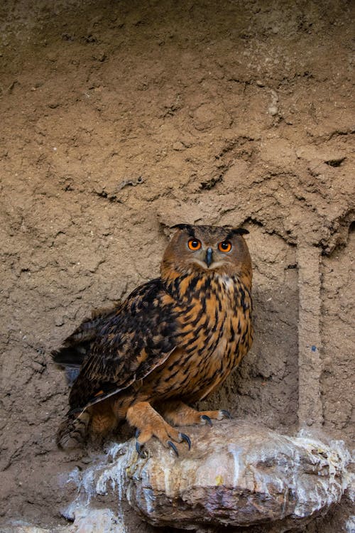 Kostnadsfria Kostnadsfri bild av djur, djurfotografi, eurasian eagle-owl Stock foto