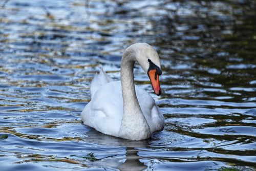 Free A serene mute swan gracefully gliding across a pond, reflecting elegance and tranquility. Stock Photo