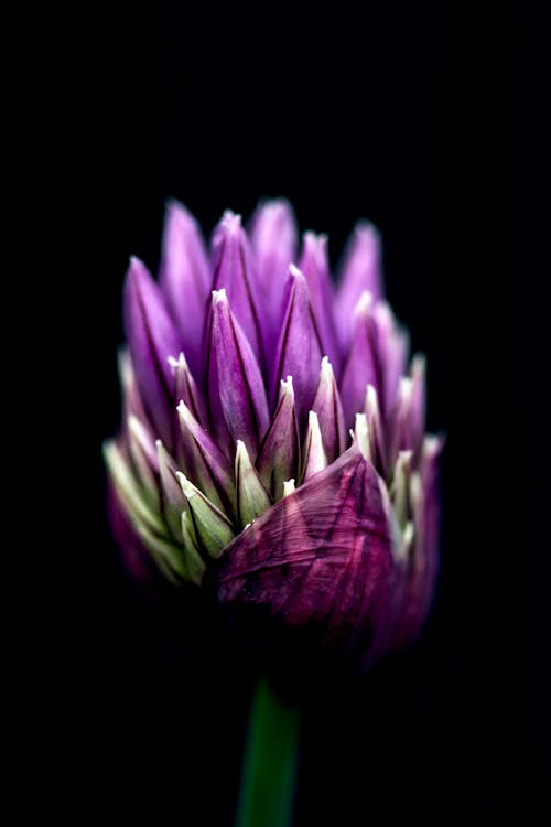 Fotos de stock gratuitas de cebolletas, de cerca, flor lila