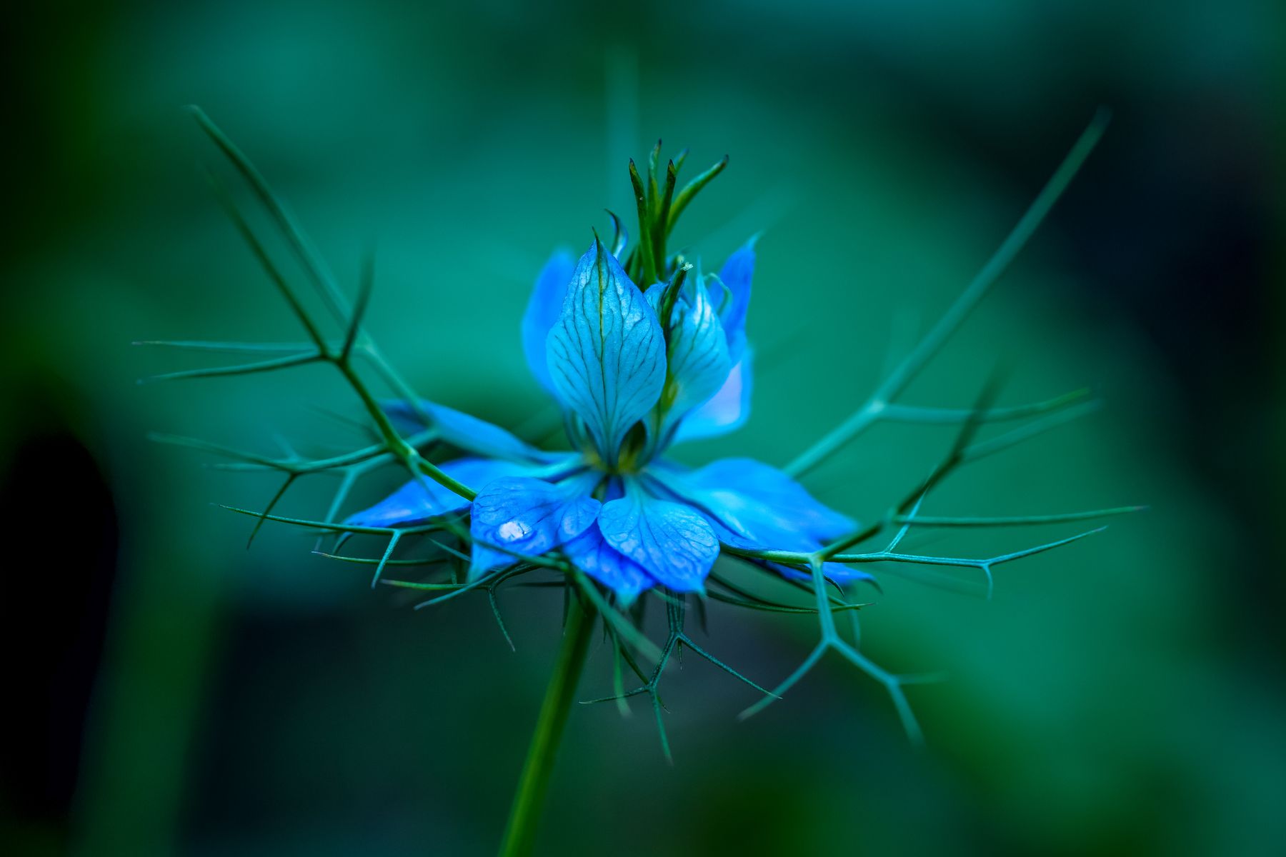 Blue Nigella flowers in a garden