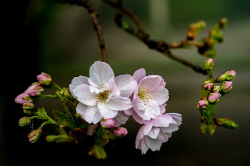 Fotos de stock gratuitas de cerezos en flor, crecimiento, de cerca