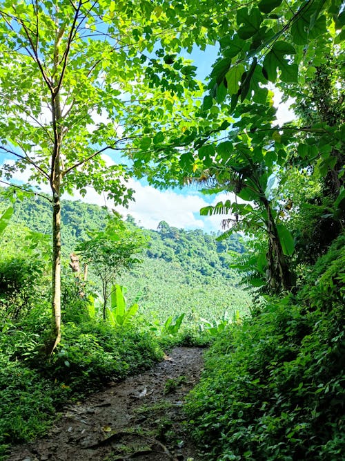 doğa, orman, yağmur ormanı içeren Ücretsiz stok fotoğraf