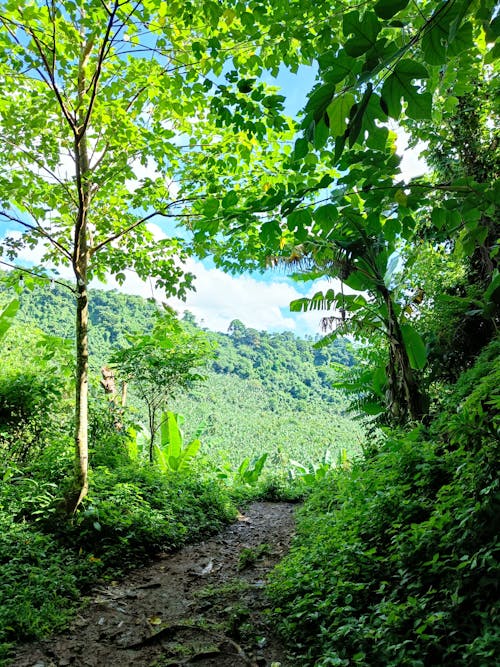 Gratis stockfoto met Bos, groene bomen, natuur