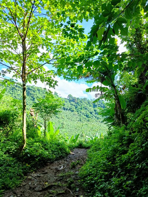 Free Scenic forest pathway surrounded by lush vegetation and vibrant greenery on a summer day. Stock Photo