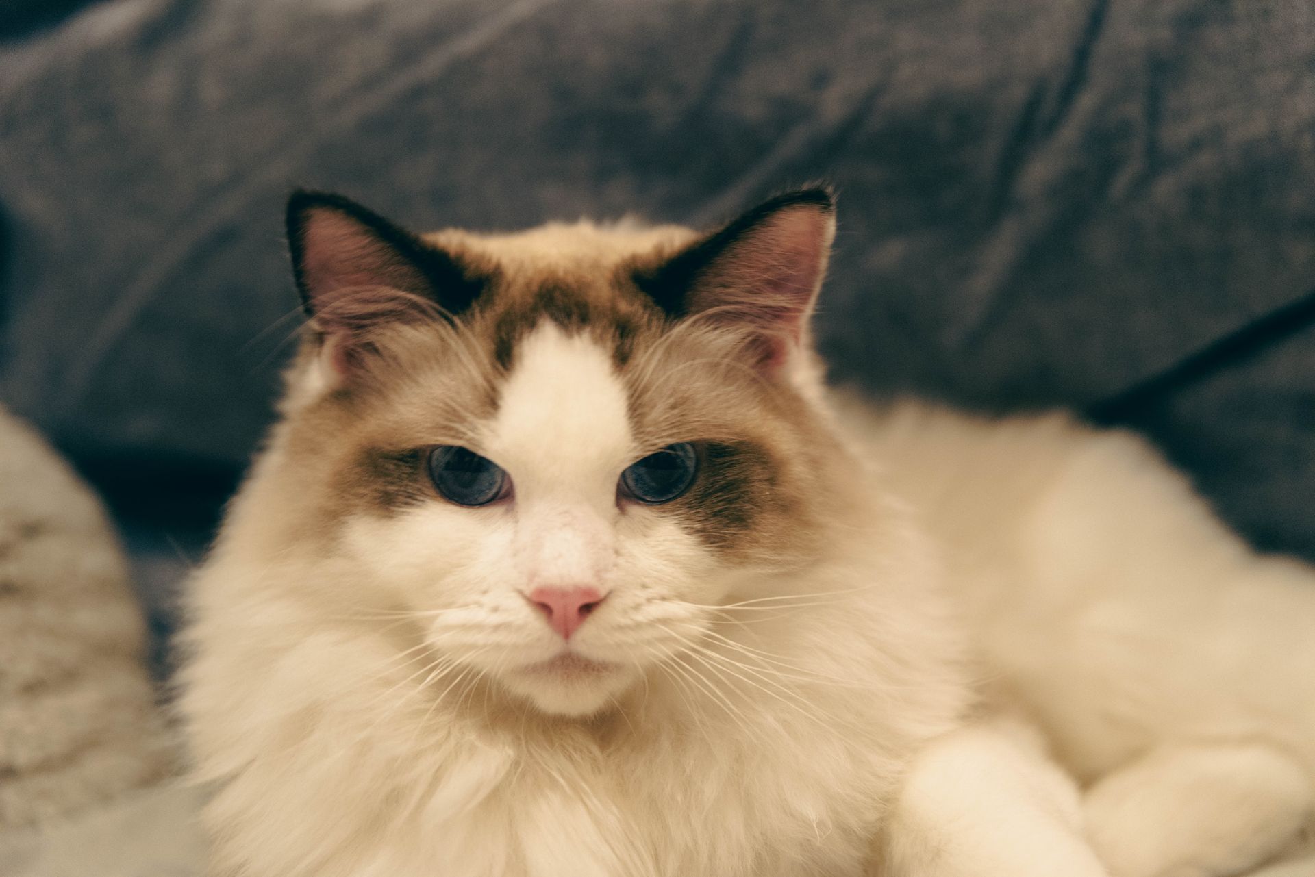 Close-Up Shot of a Ragdoll Cat