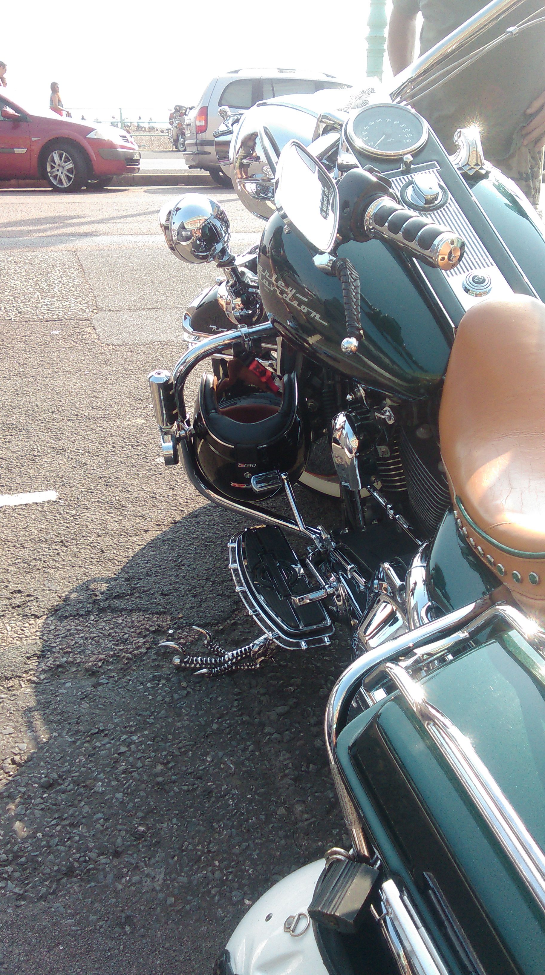 102 Gambar Burung Elang Harley Gratis