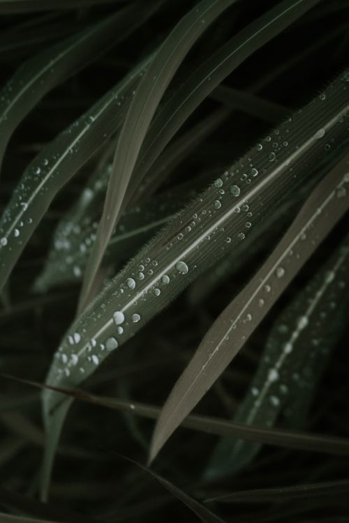 Free Close-up of green leaves with water droplets, Chiapas, Mexico Stock Photo