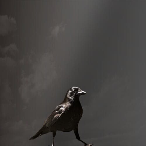 Free stock photo of raven