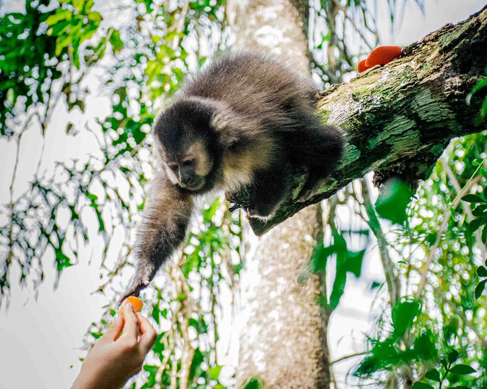 Black capuchin monkey eagerly reaching for food in the lush forest of Misiones, Argentina.
