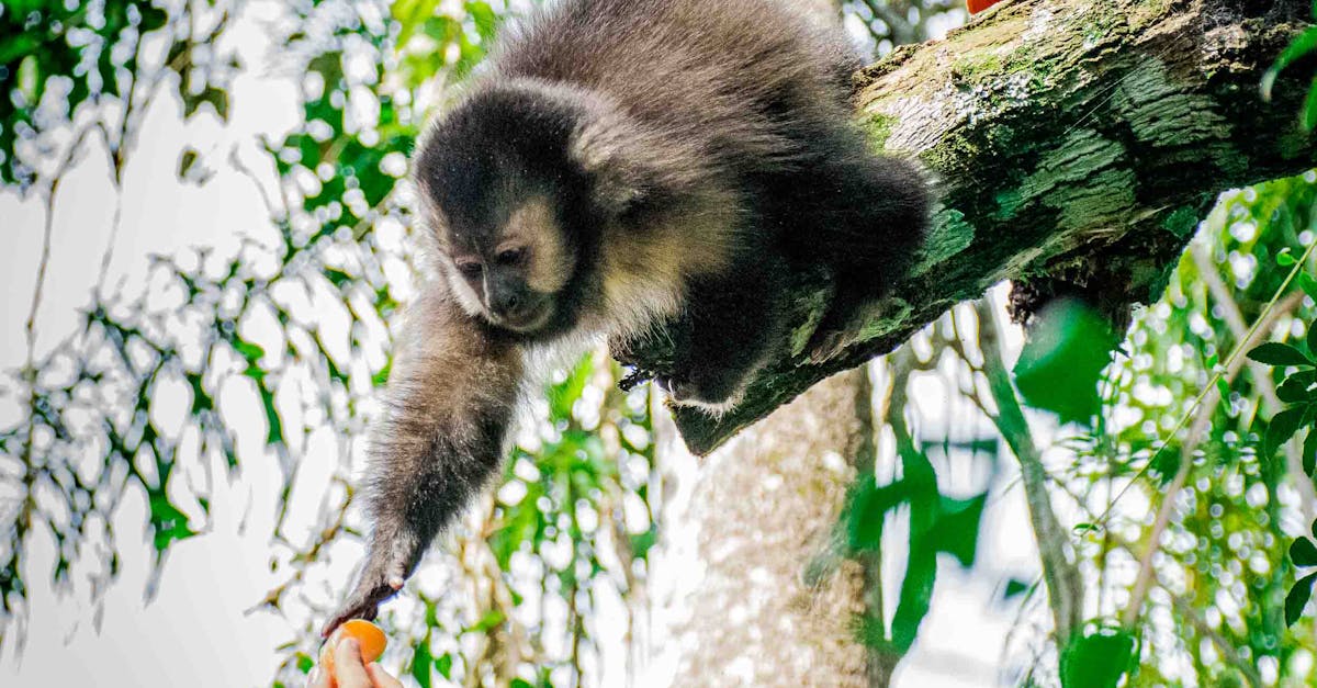 How much is a finger monkey