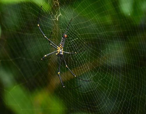 A Black and Yellow Spider on a Web
