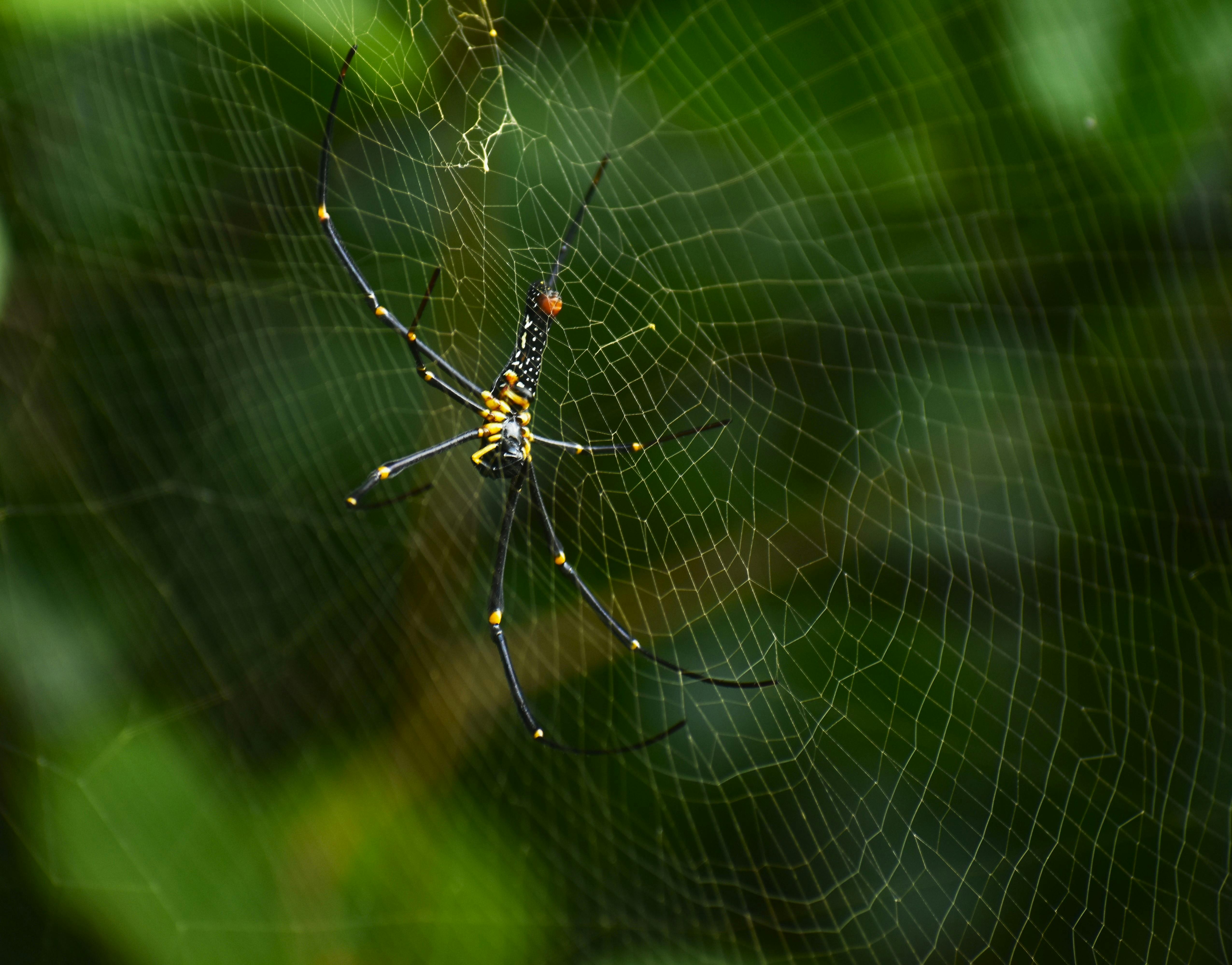 Brown Yellow Black Cross Orb Weaver Spider · Free Stock Photo