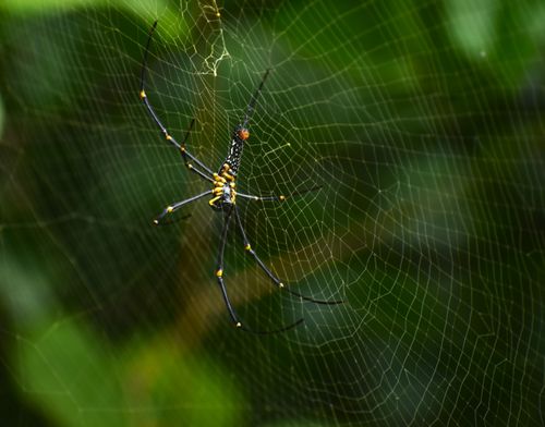 Free Close-up of a golden orb weaver spider in its web in Udupi, India, showcasing intricate details. Stock Photo