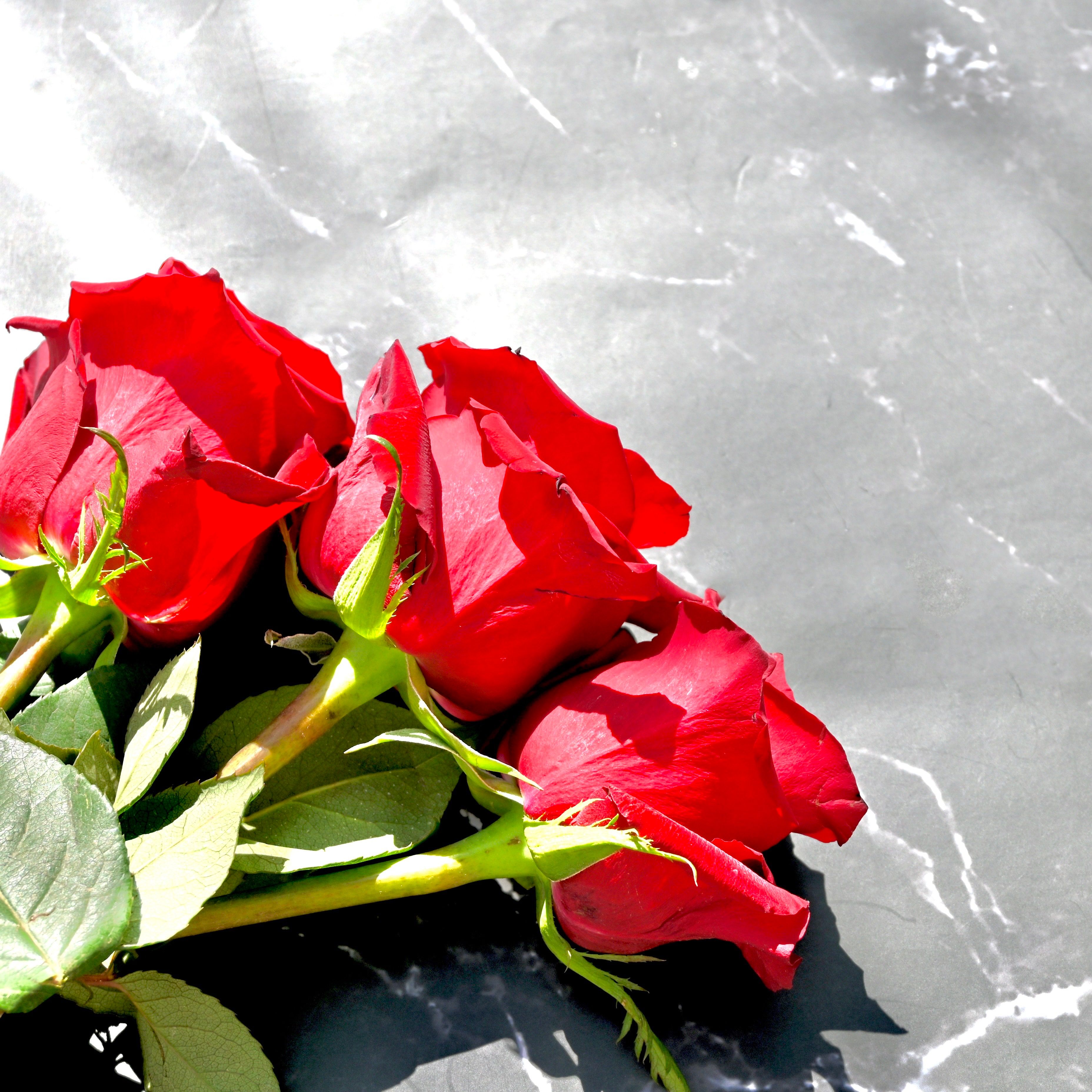 Red Roses on Gray Concrete Surface · Free Stock Photo