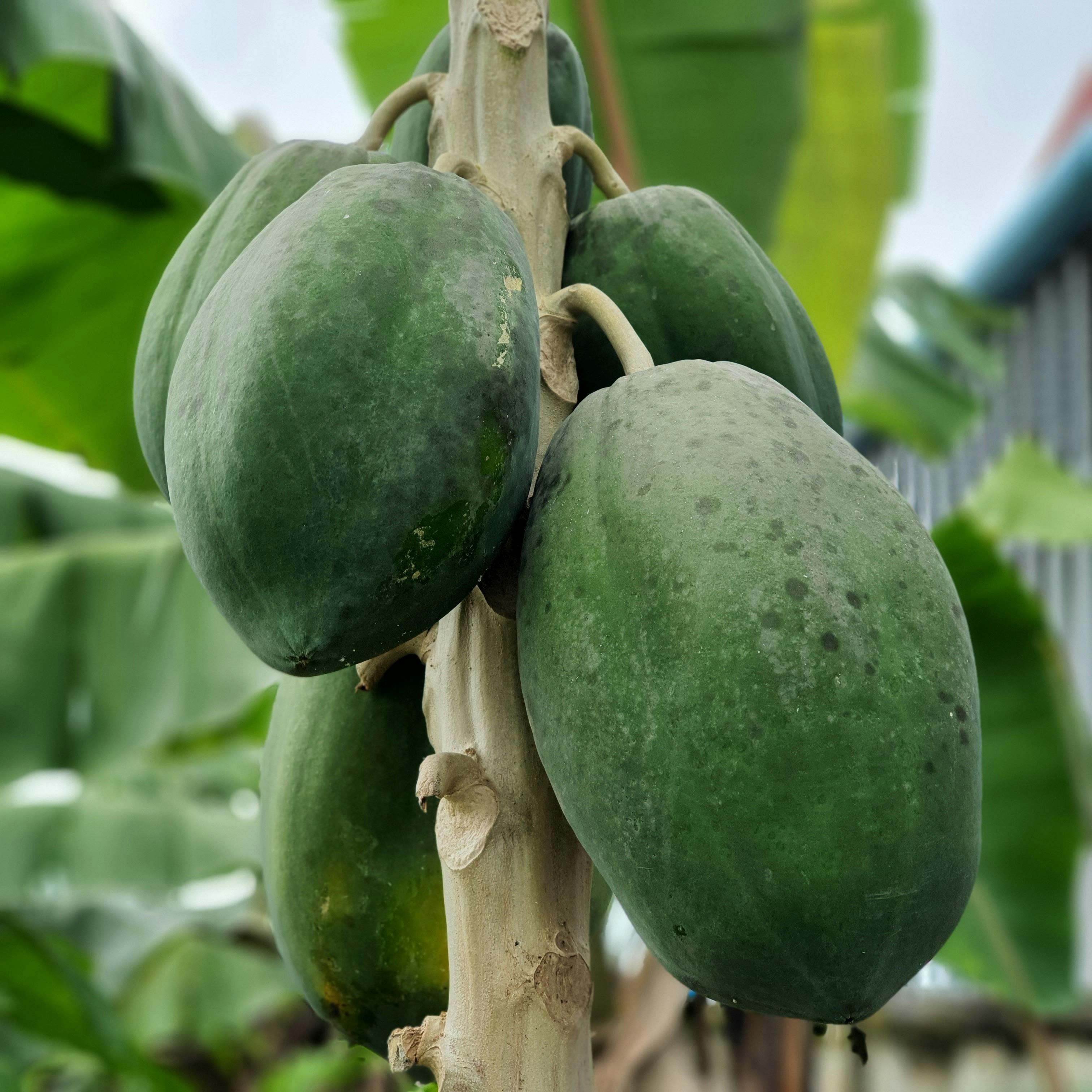 Close Up Photo of Papayas · Free Stock Photo