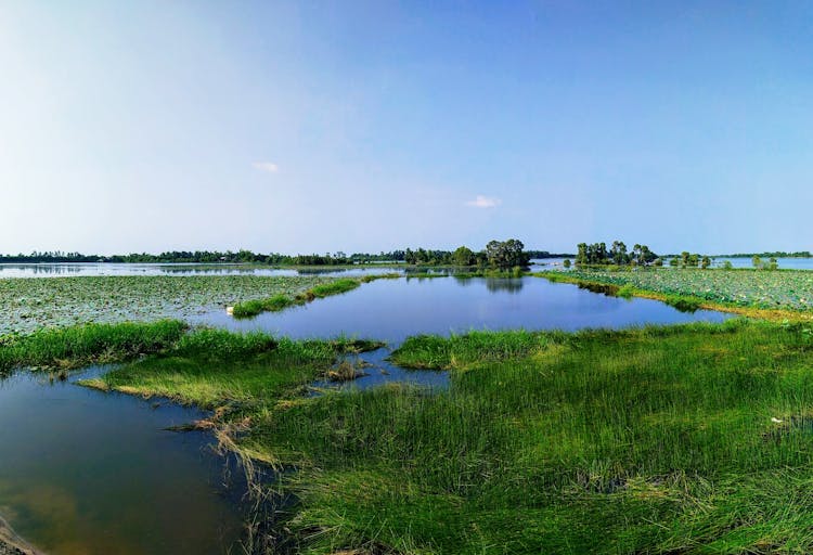 Green Grass In Swamps