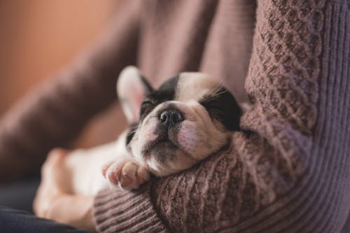 White and Black Puppy