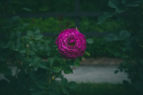 Violet Flower in Close Up Photography