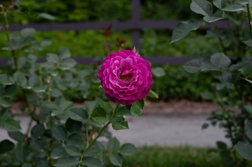 A Pink Rose in Bloom