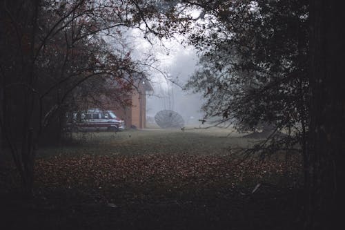 Free Trees and Fog over Park behind Stock Photo