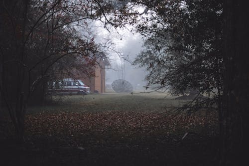 Trees and Fog over Park behind