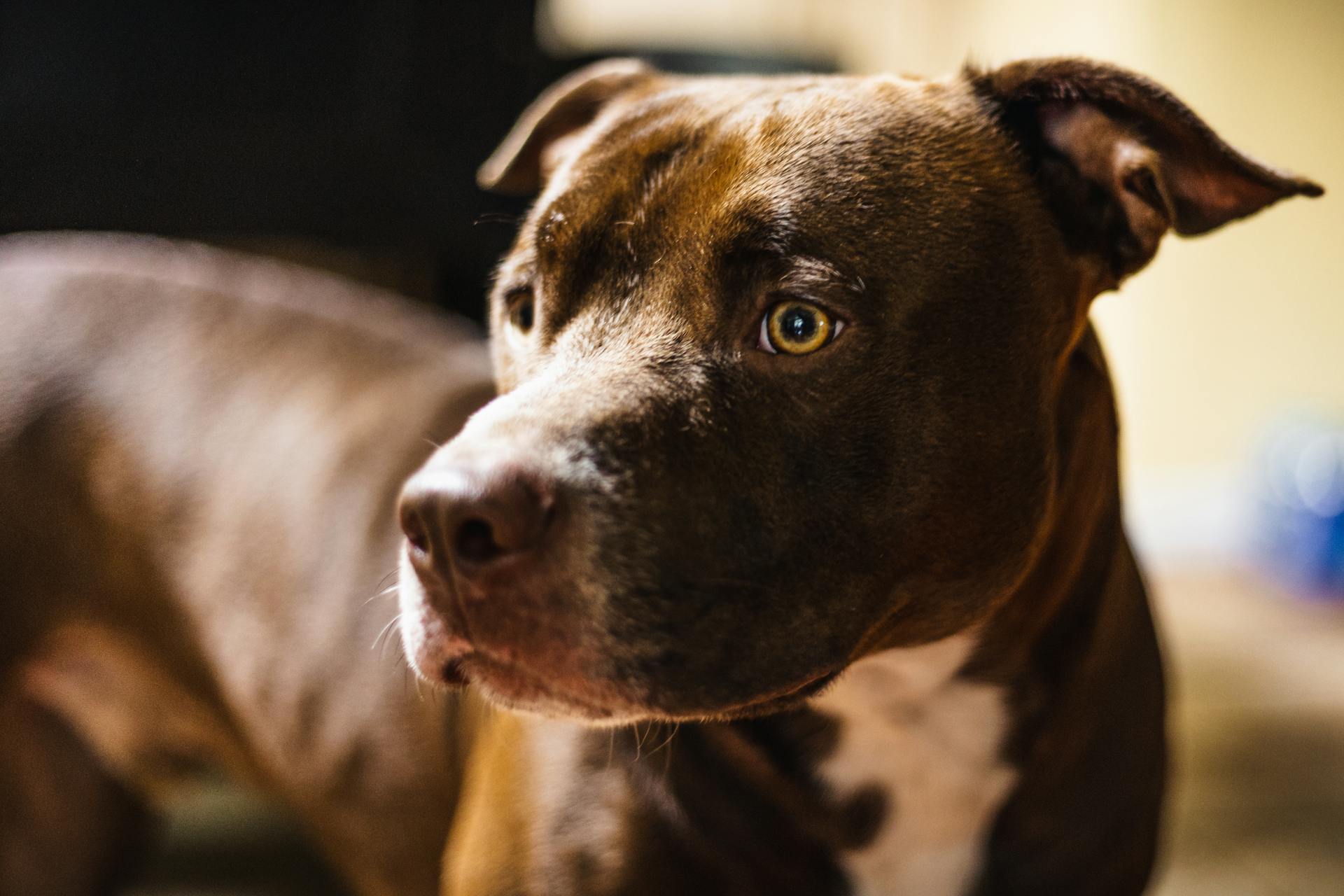 Een close-up van een pitbull