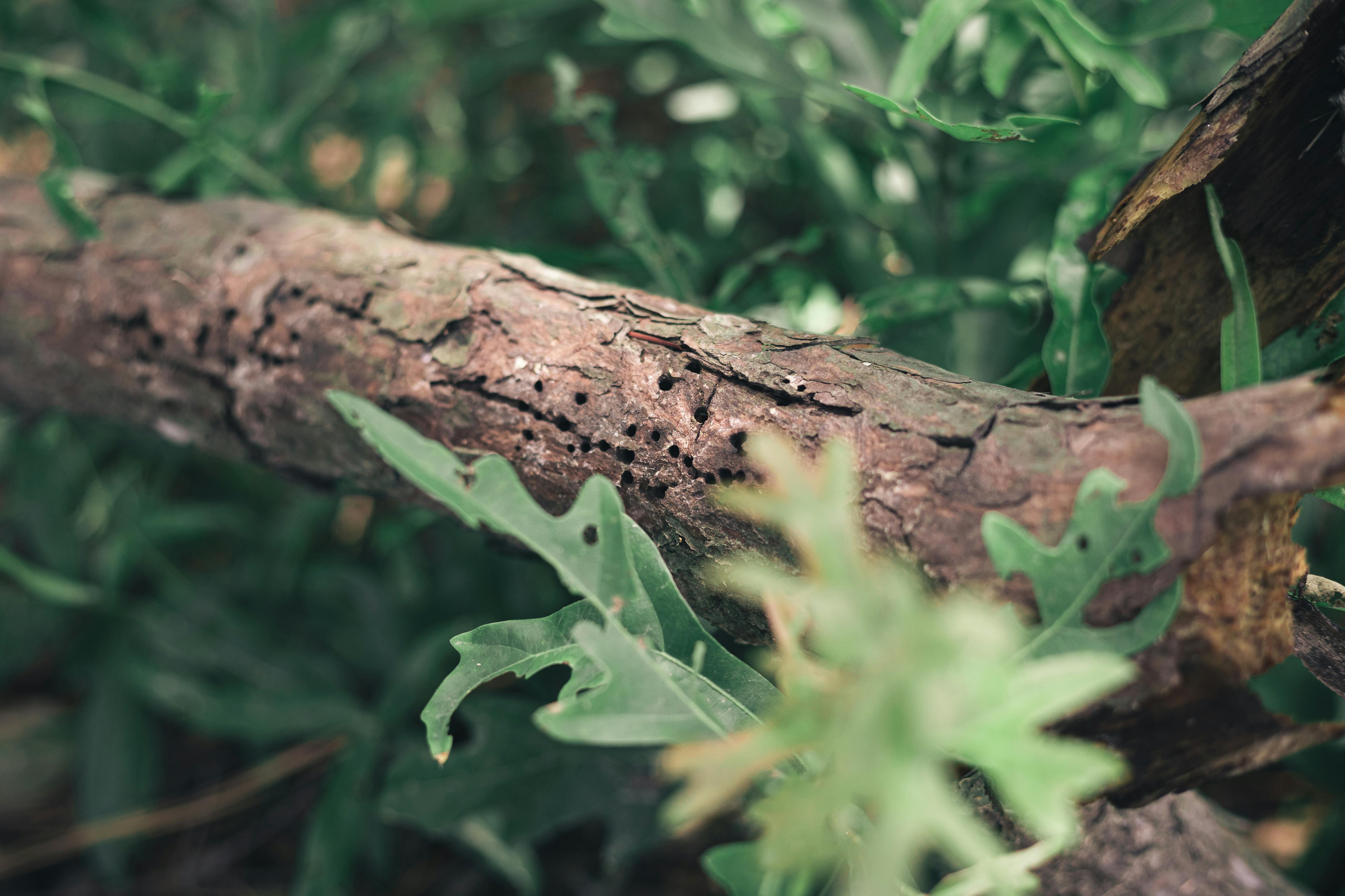 Tree Branch Near Green Leaves · Free Stock Photo