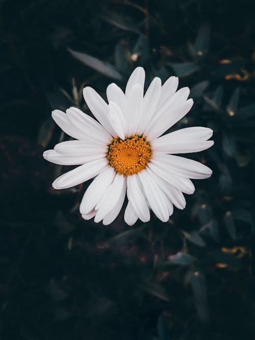 White Flower in Close Up Photography