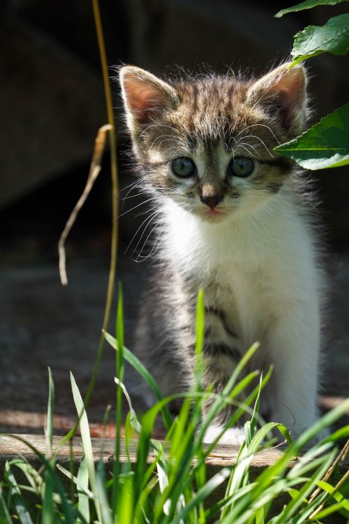 Free Charming close-up of a playful kitten exploring outdoors in a sunlit garden. Stock Photo