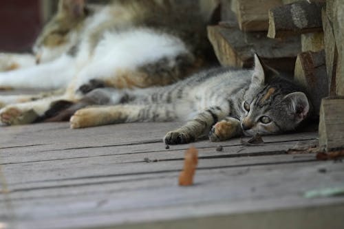 Free Cats relaxing Stock Photo