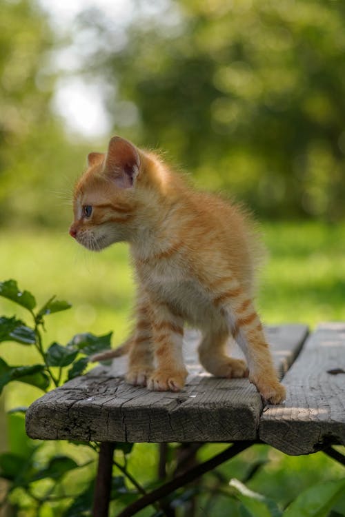 Free Orange Tabby Cat on Brown Wooden Log Stock Photo