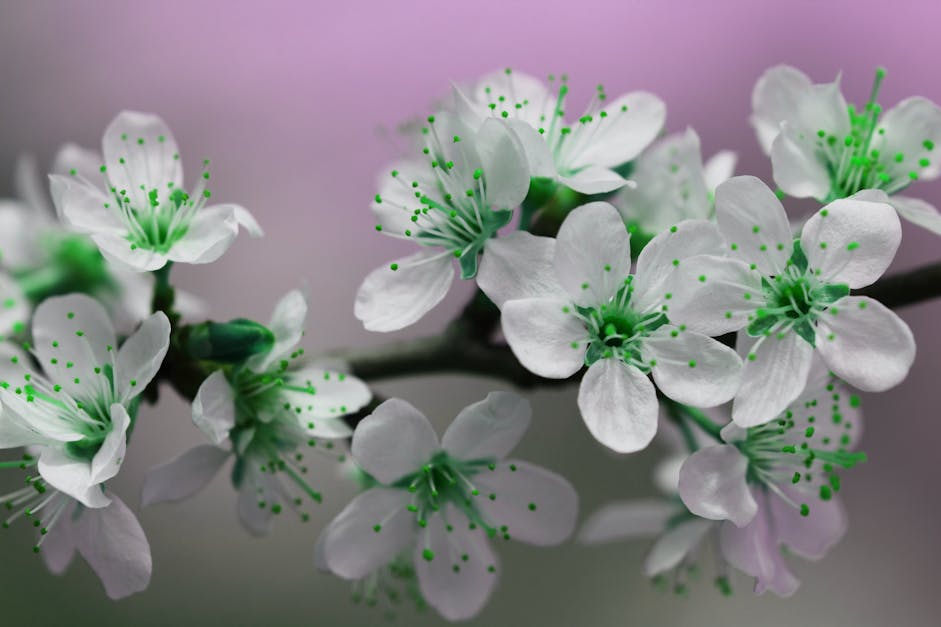 Free stock photo of blooms, blossom, blossoms