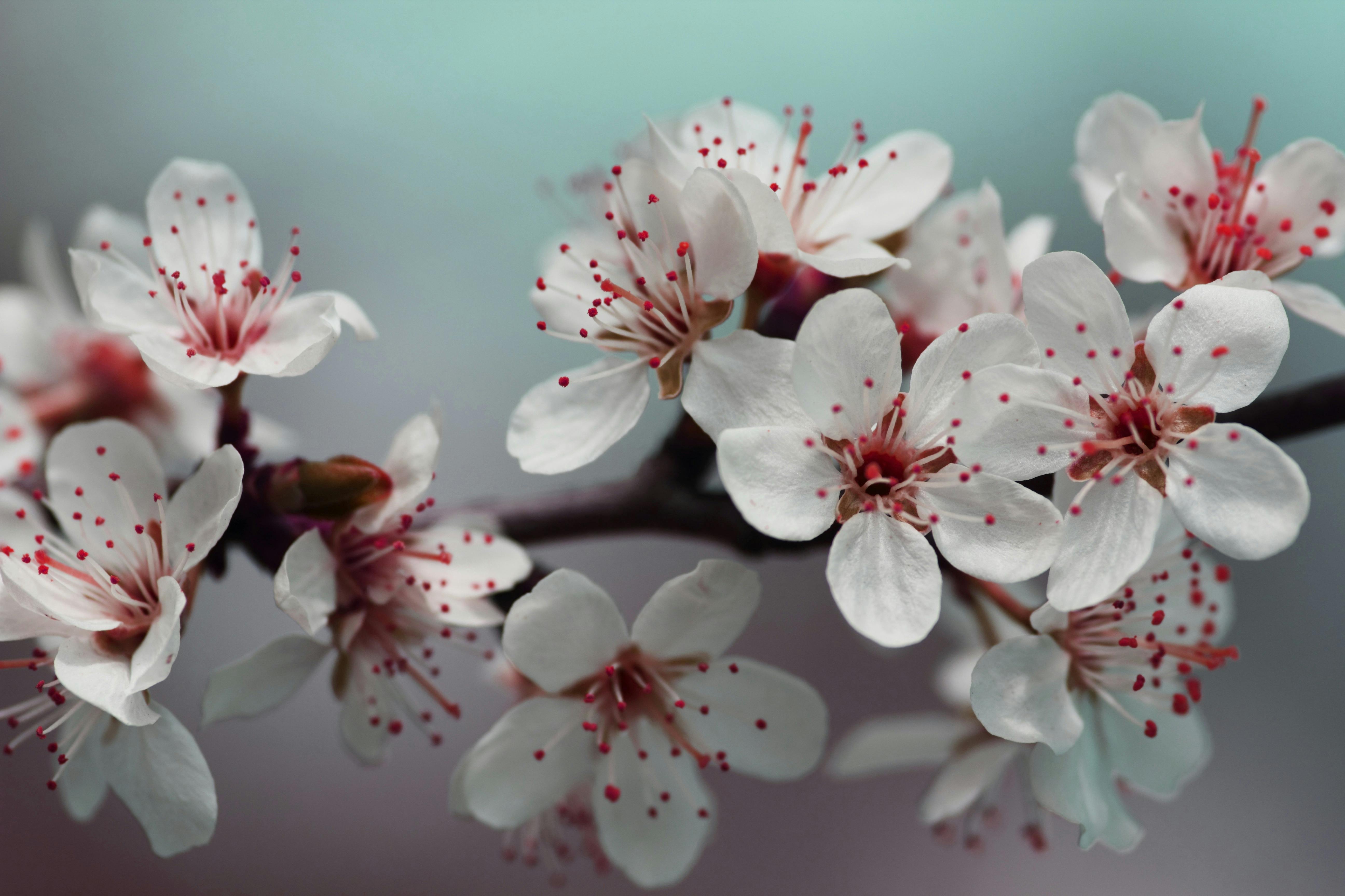 Les Meilleures Saisons pour Bouturer Vos Plantes Préférées