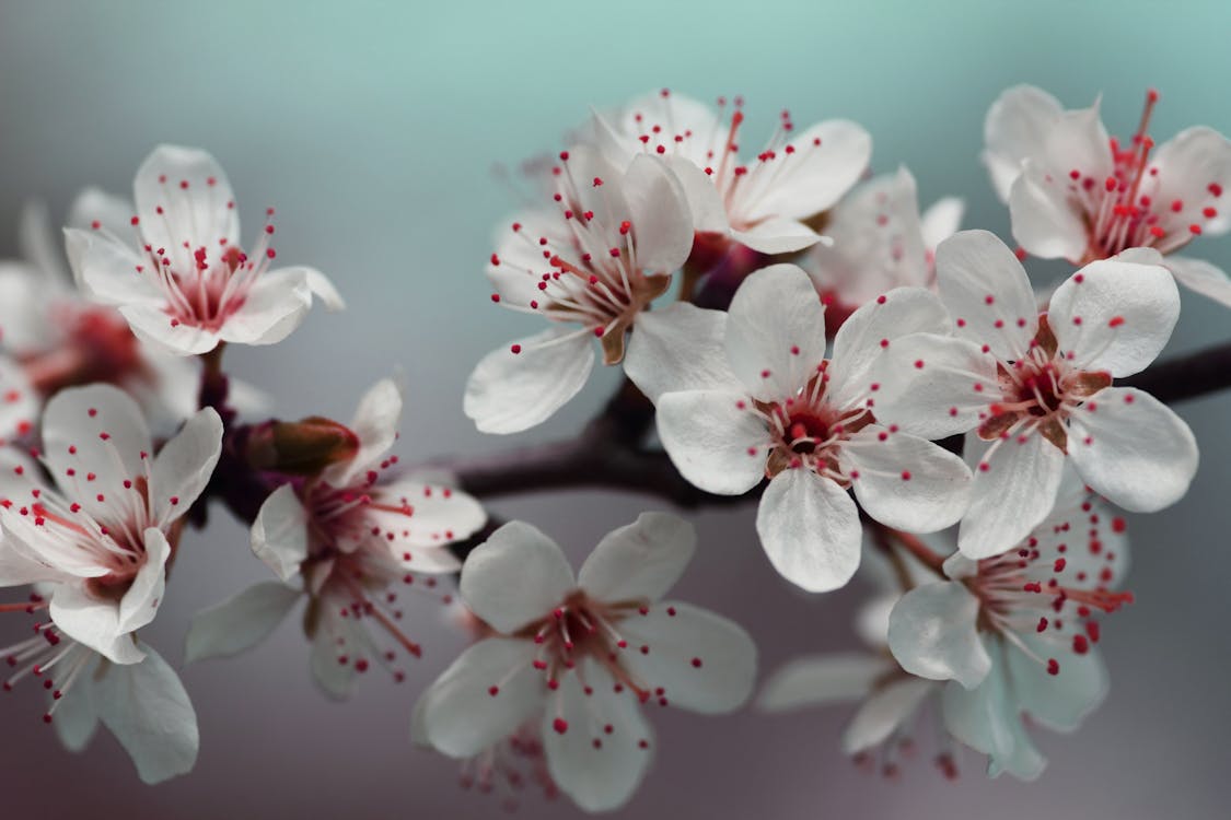 無料 白い花の浅い焦点写真 写真素材