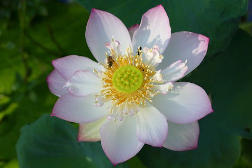 Photograph of a Bee on Top of a Lotus Flower