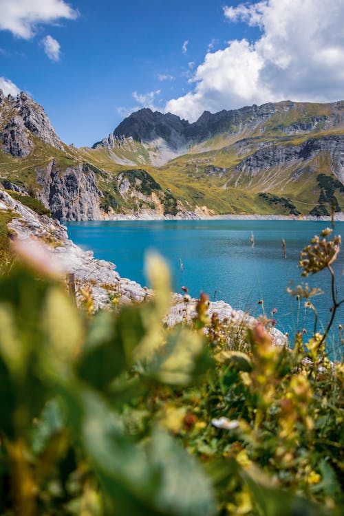 Lac Alpin Avec Gras En Premier Plan