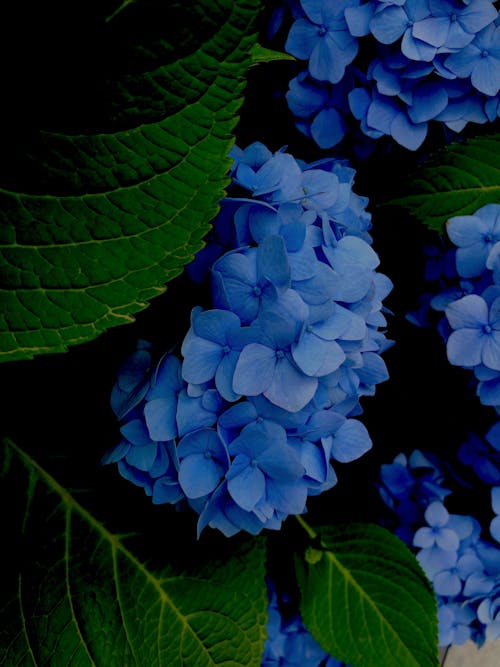 Kostnadsfri bild av blå blommor, blomfotografi, blomma