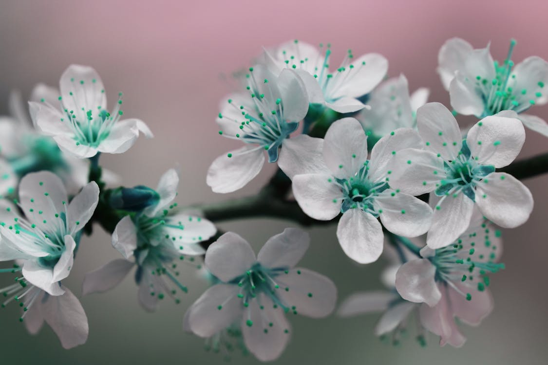 gratis Witte Bloemen Stockfoto
