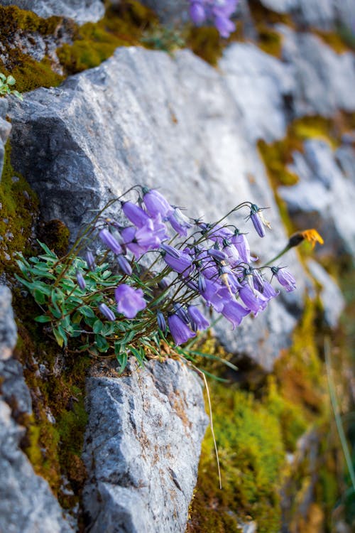 Close Up Photo of Purple Flowers