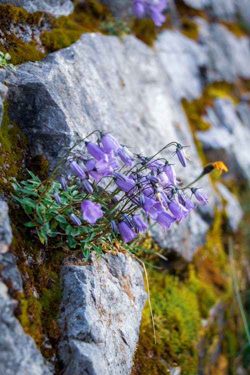 Ảnh lưu trữ miễn phí về bắn dọc, campanula cochleariifolia, cận cảnh