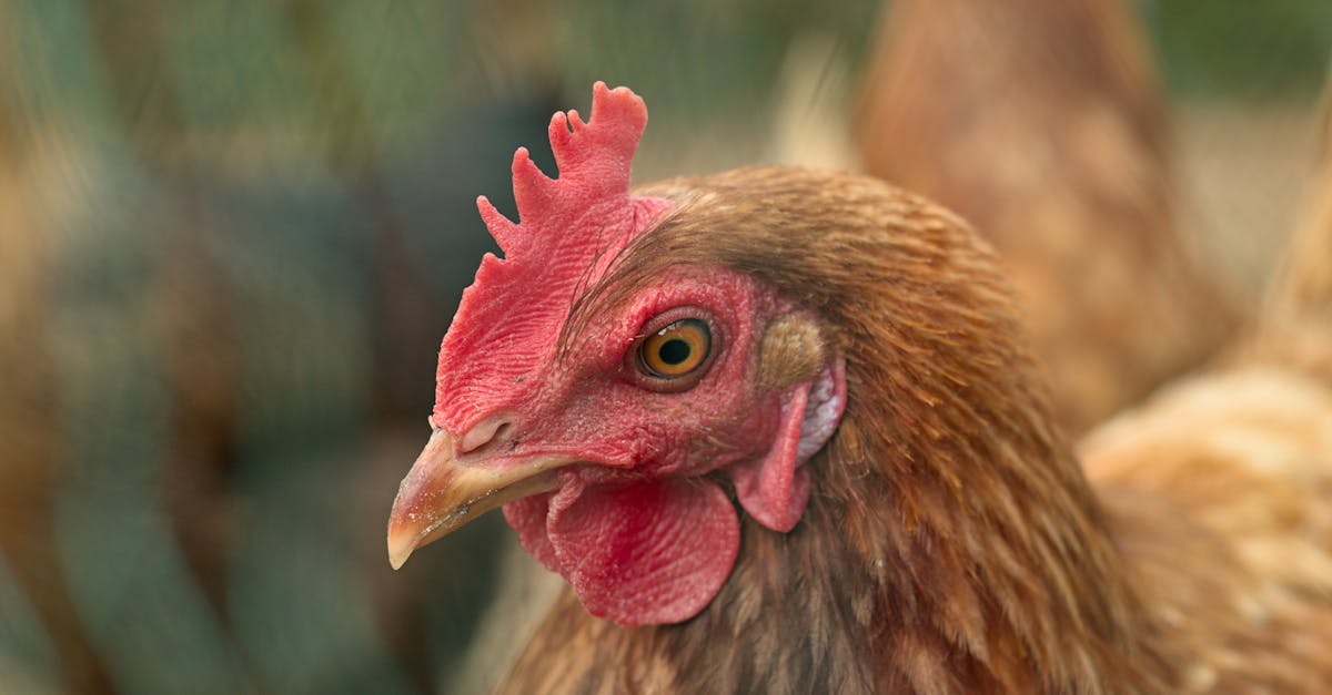 How to chicken reproduce
