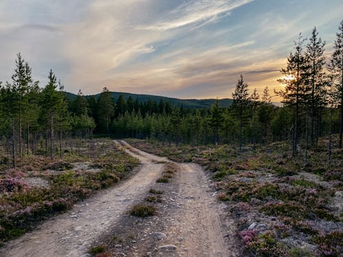 Základová fotografie zdarma na téma cesta, les, severní švédsko
