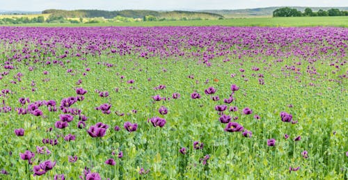 A Field of Opium Poppy Flowers