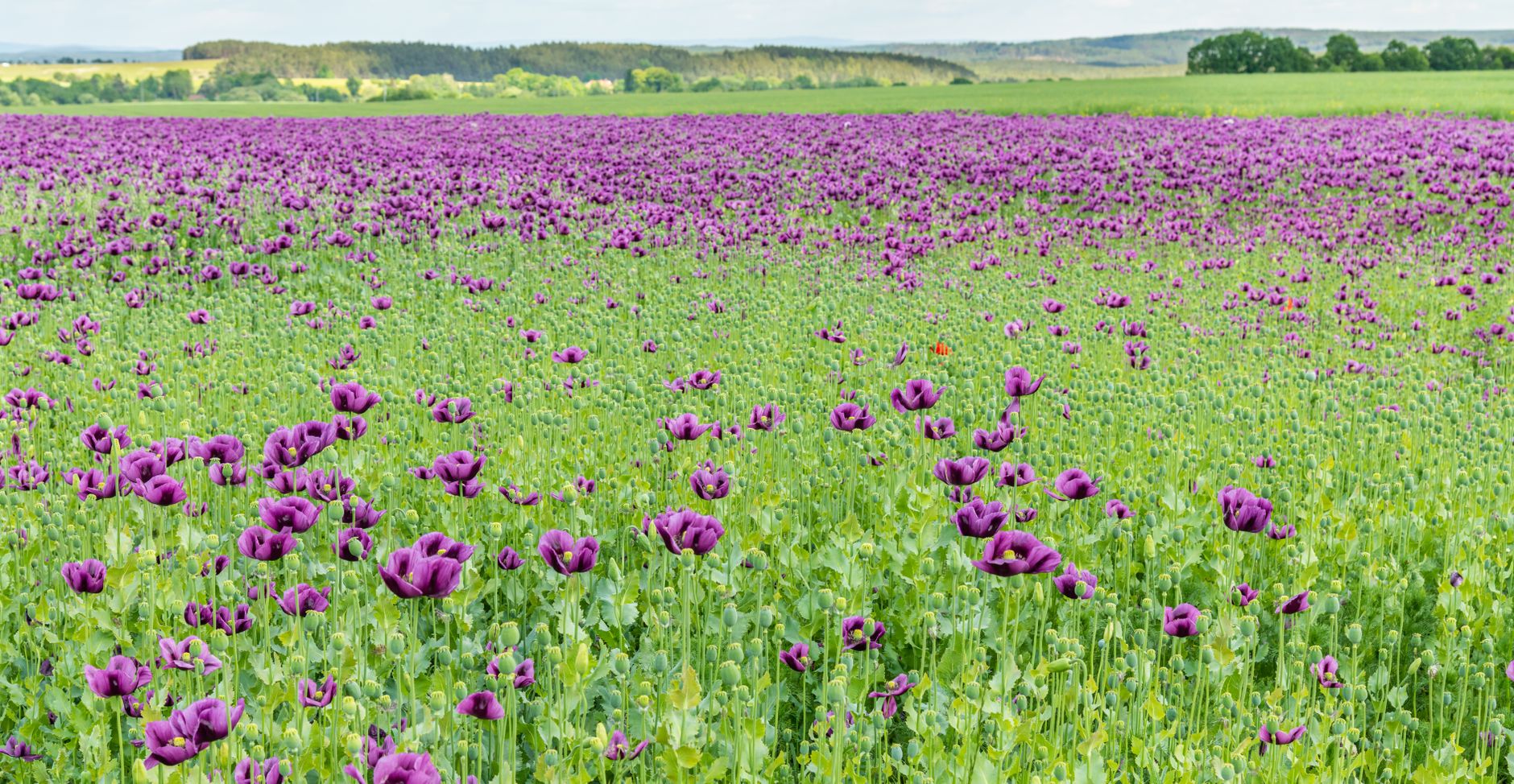 A stunning field of vibrant purple opium poppies in full bloom set in a lush green landscape.