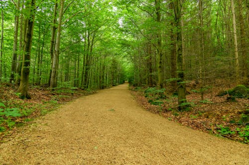 Foto profissional grátis de árvores, estrada não pavimentada, floresta