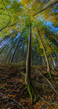 Stunning vertical view of a lush forest canopy with tall trees during daytime.