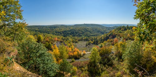 Immagine gratuita di alberi, foresta, fotografia aerea