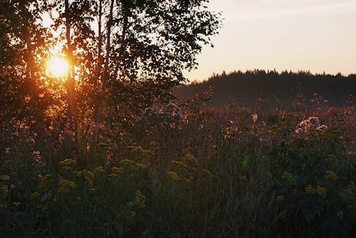 Free stock photo of beautiful background, beautiful nature, beautiful sunset