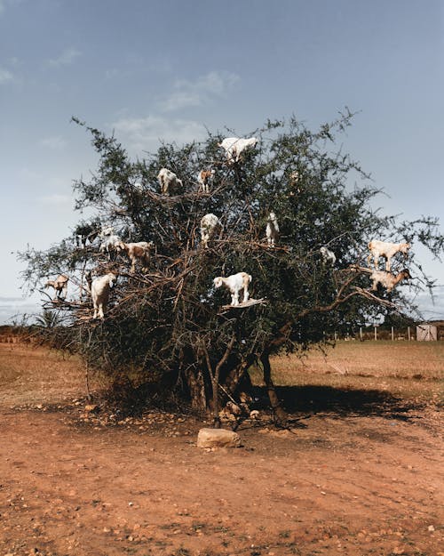 Goats on a Tree 